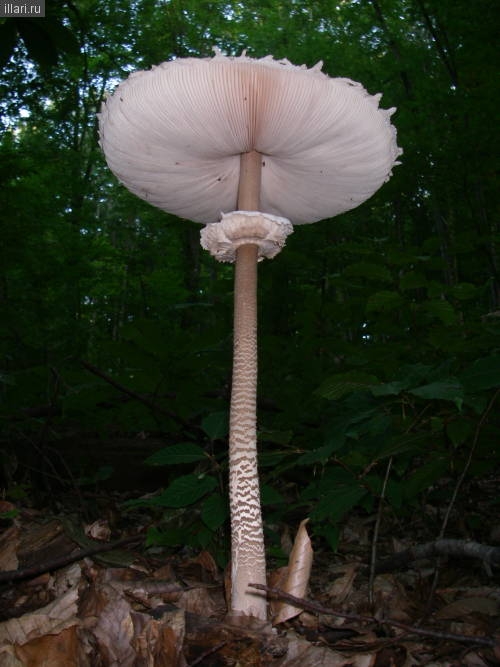 гриб зонтик пёстрый