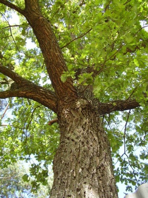 всем известный дуб