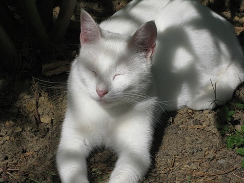 Кот из санатория им. Фрунзе. Солнечные ванны)))