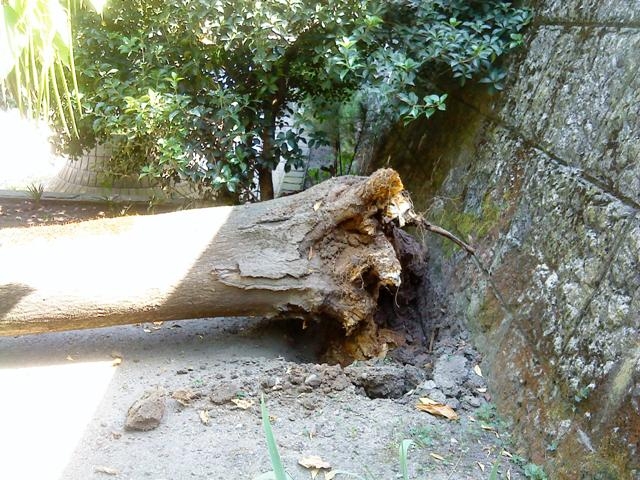 ж/д вокзал, дерево, дорога