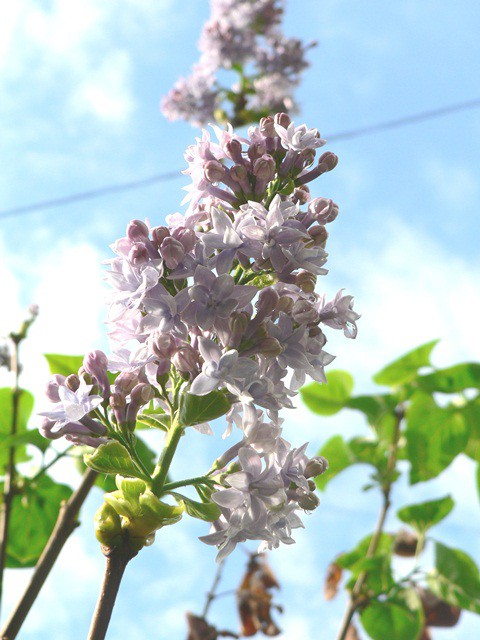 сирень в октябре