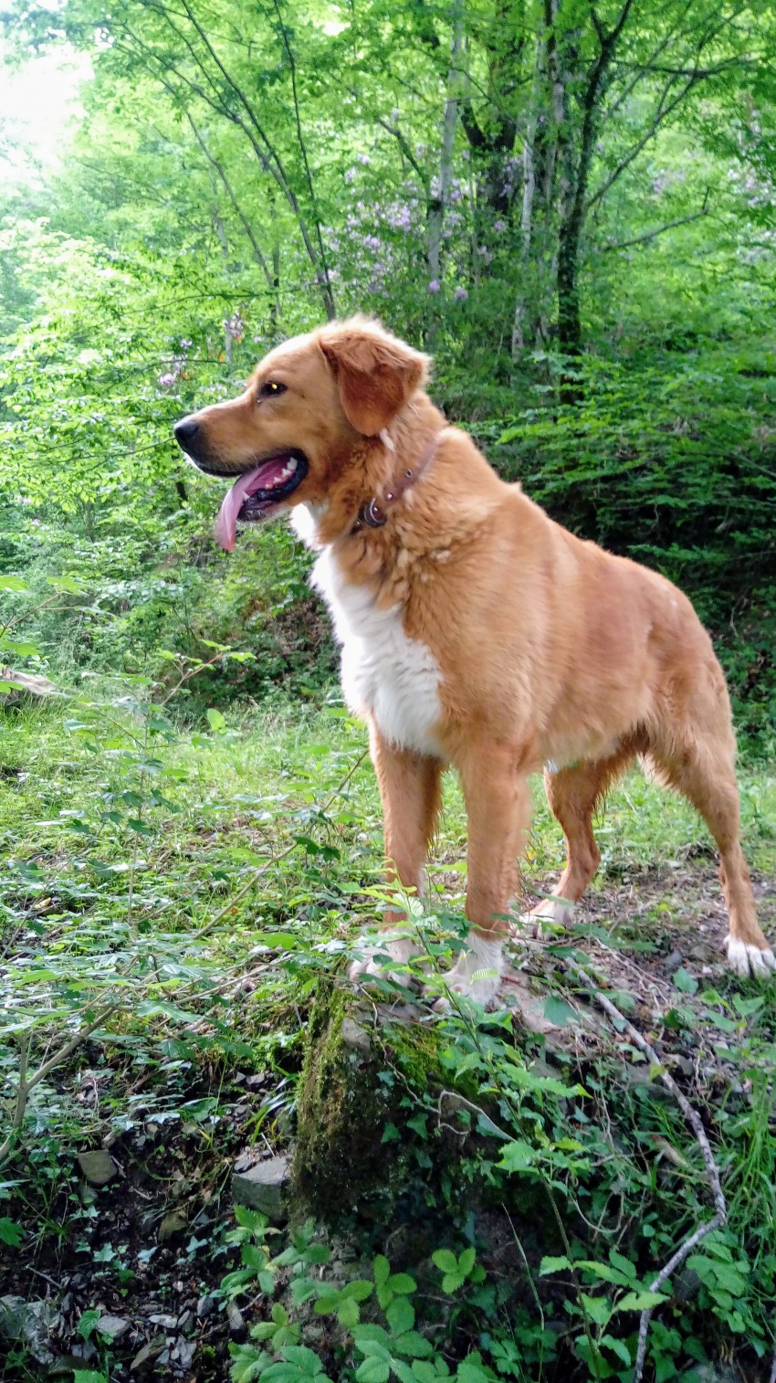 Барон на прогулке