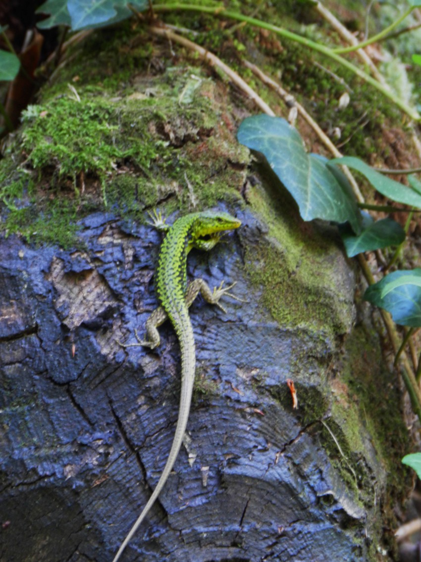 Греется на солнышке