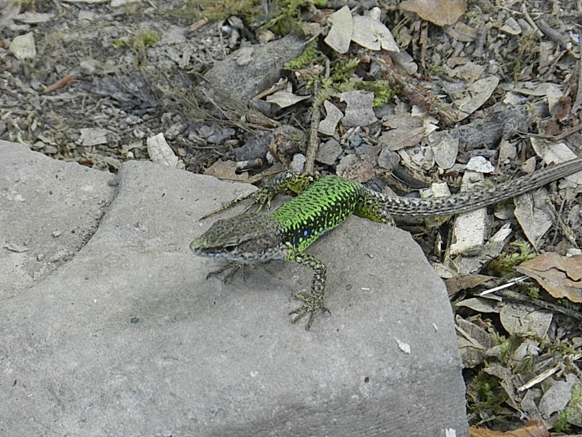 Любопытная фотомодель))