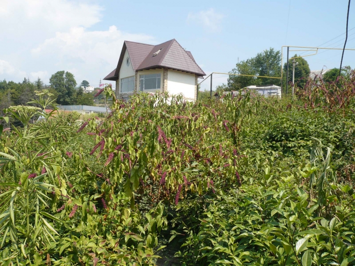 Домик на чайном поле... Кому еще?