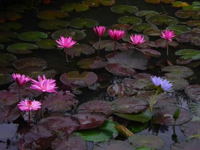 А это у нас в &amp;quot;Южных культурах&amp;quot;