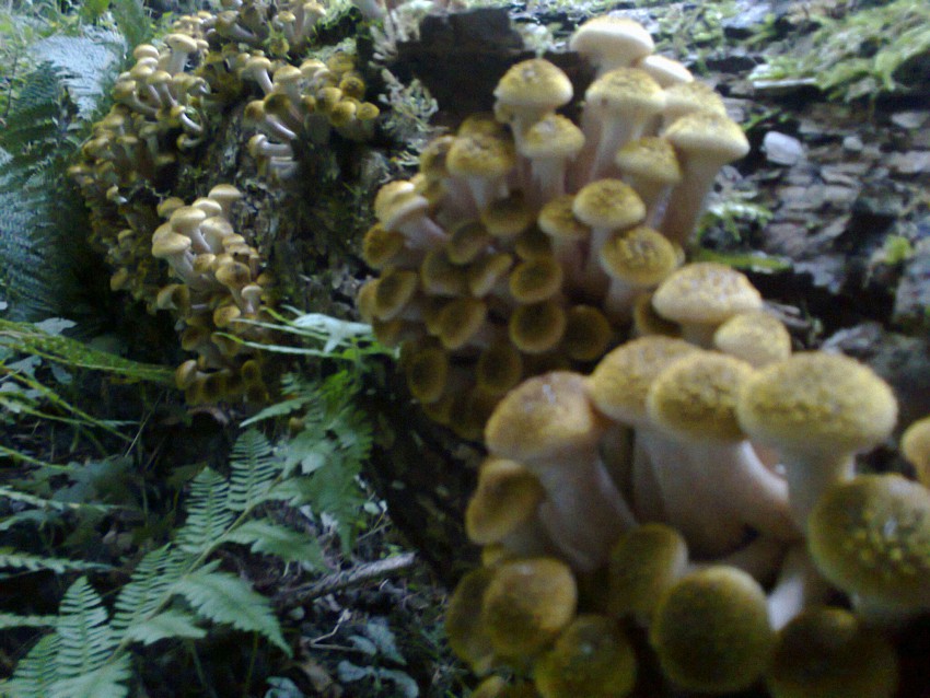 Мои опятки с Мамайки)