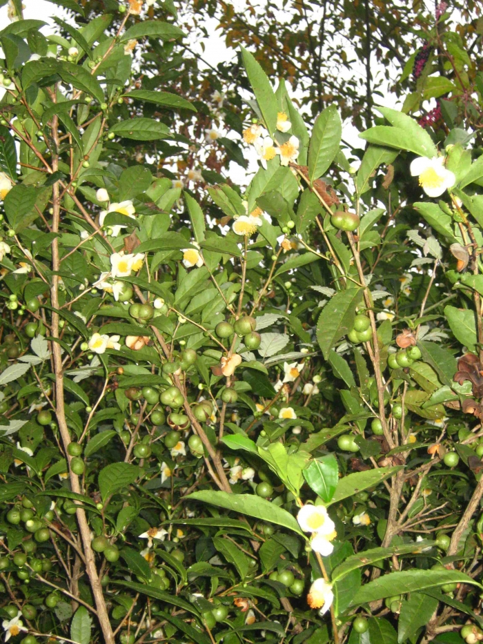 Заброшенный чай