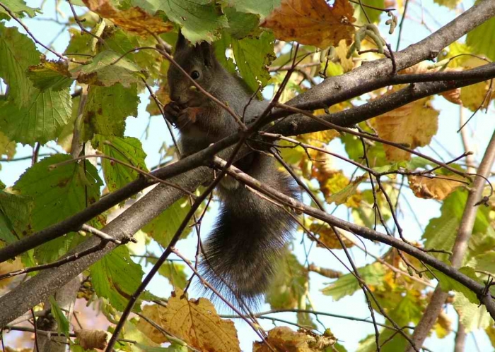 Крепкие зубы и воооот такие когти