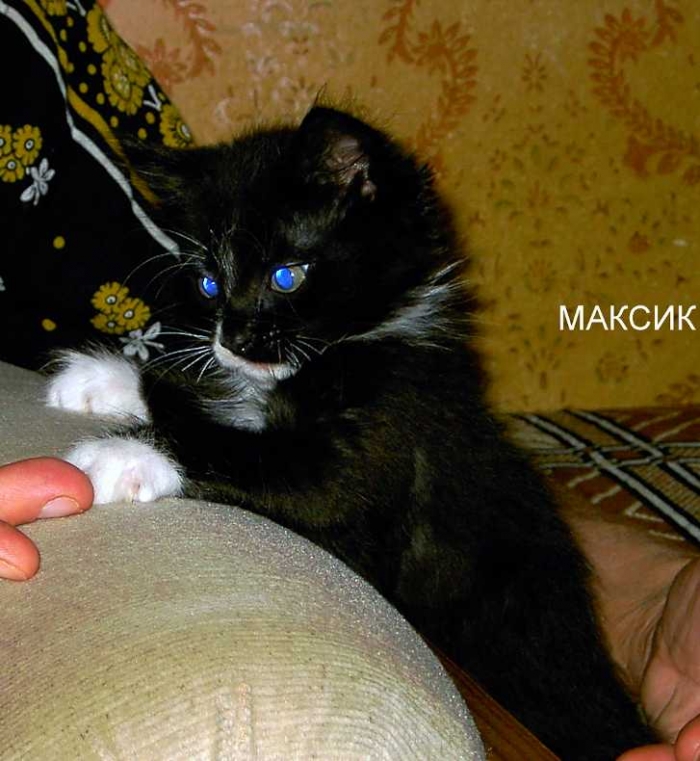 Максик