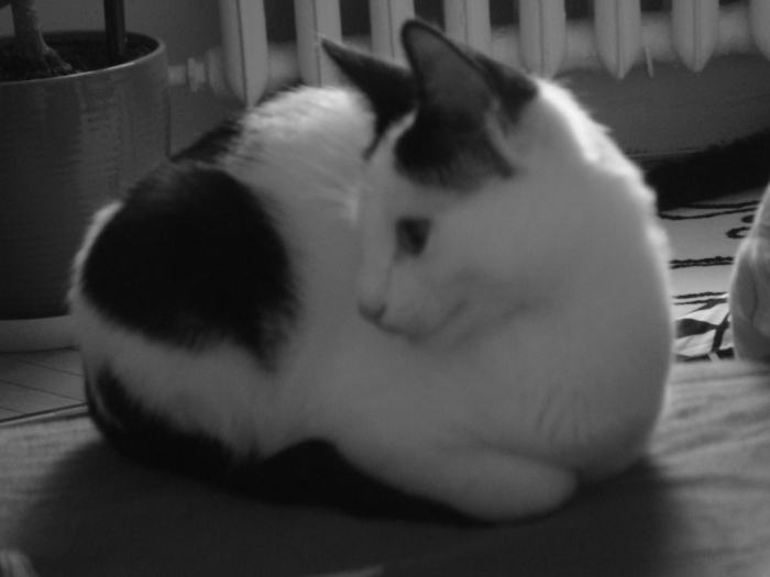 Цапикозаменитель