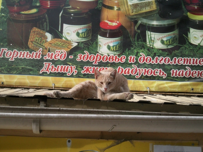 Ещё один котяра- с улицы Роз. На крыше "Ярославны".