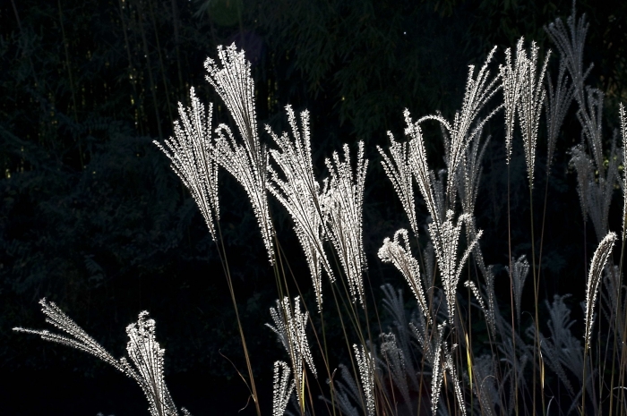 светяшиеся метелки мексиканской травы