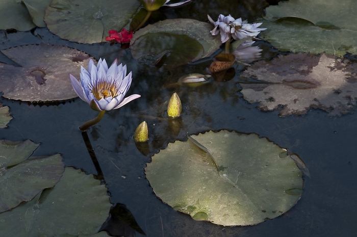 Голубой лотос еще цветет