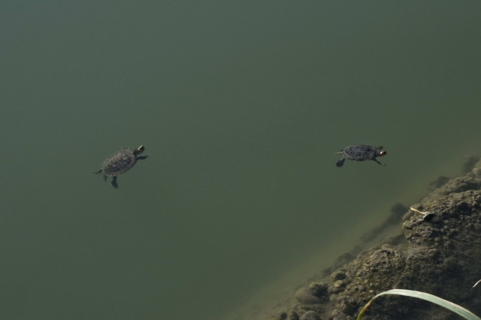 черепашьи дети
