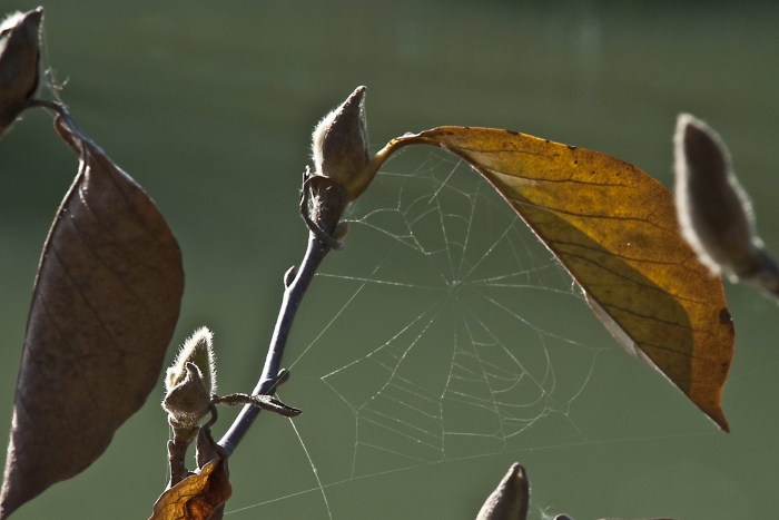 осенняя паутина на совсем весенних почках