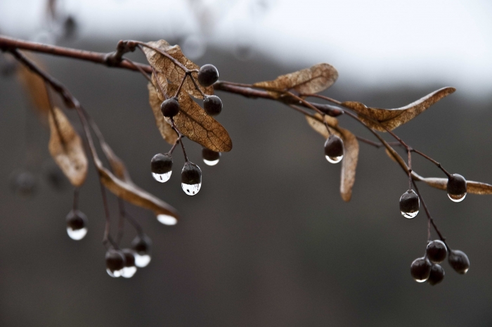 с утра был дождь