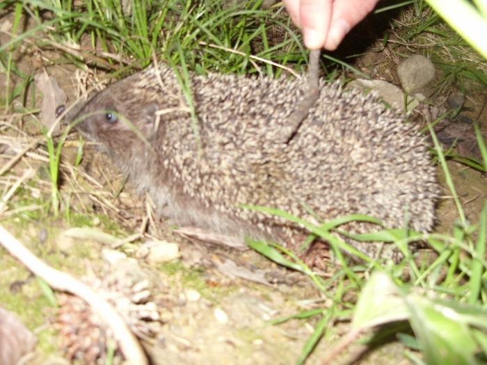 С палочкой в иголках