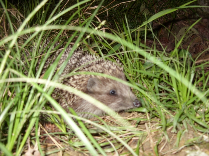 Голубоглазый