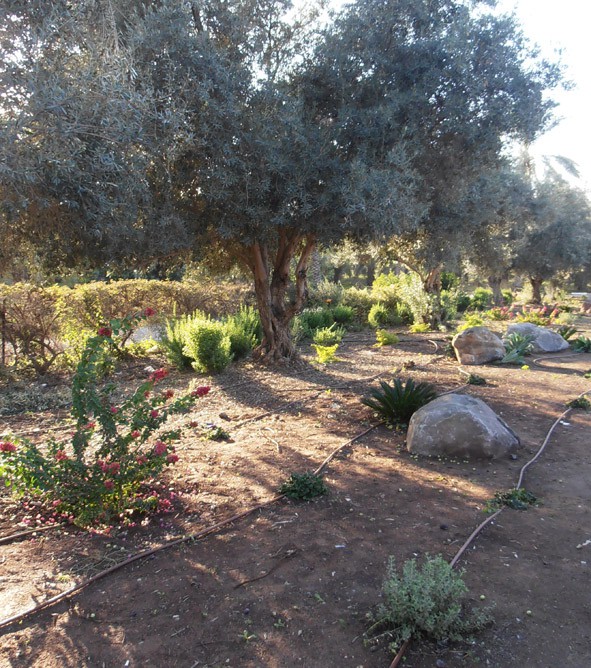 Капильное орошение олив в Израиле