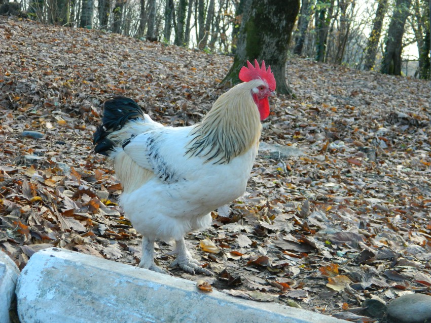 Просто красавец...