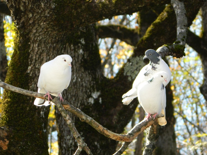 Великолепные ребята...один окольцован...