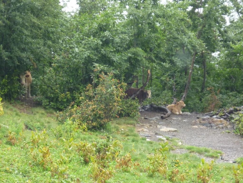 коровы коровы