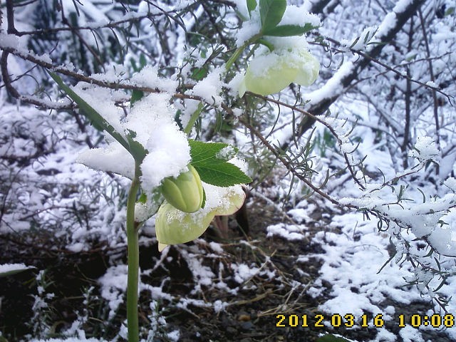 Анемоны онемели...