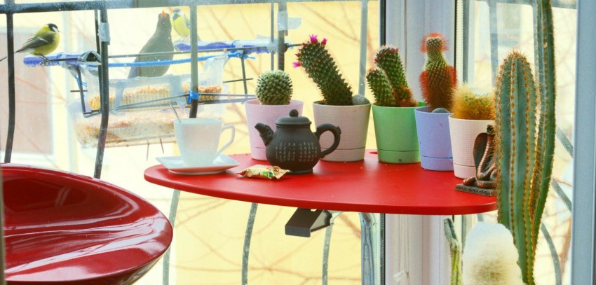 Птички прибились к жилью этой зимой в Сочи...