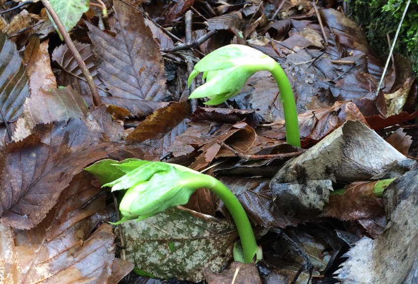 Первые цветы в Сочи.
