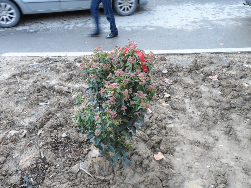 Бузина  на  Донской