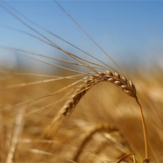Пшеница