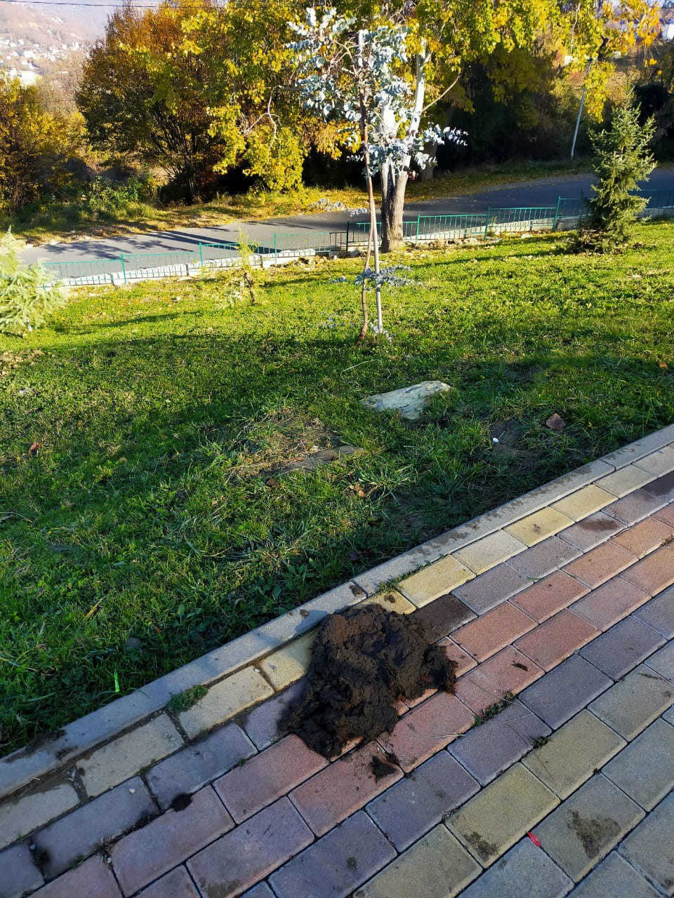 коровья лепешка