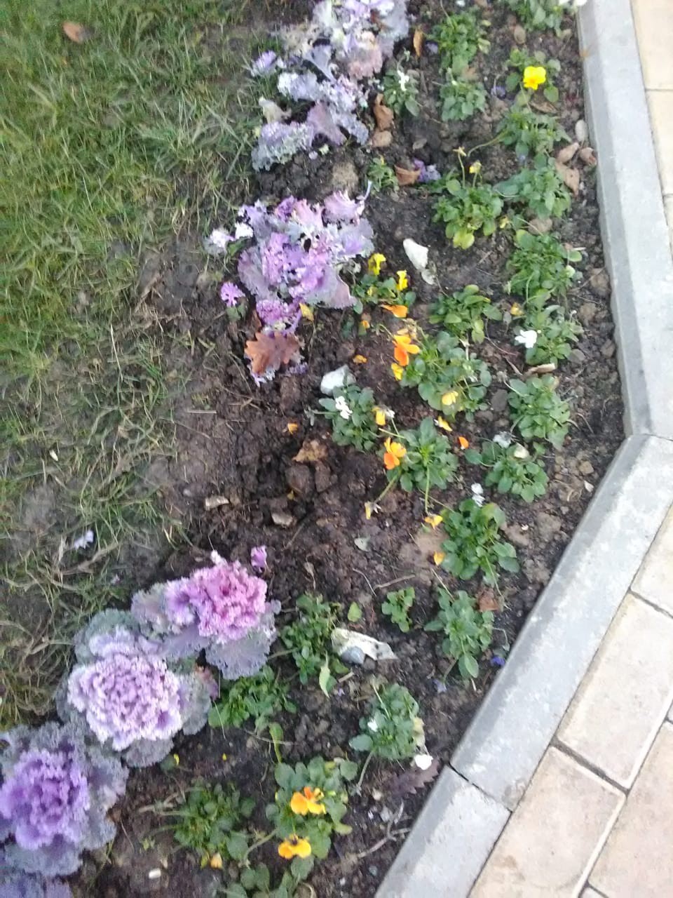 съеденная коровами  капуста