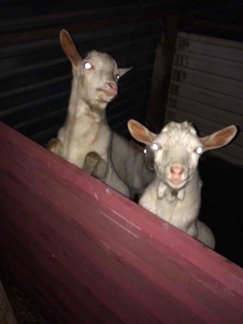 живность в Эко Парке Вотчина