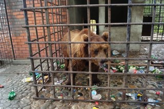 медведи мацеста