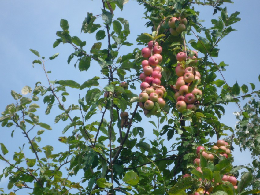 это ВАМ  витаминчики:))))