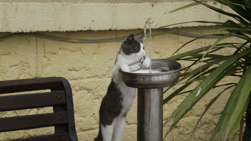 Попить водички