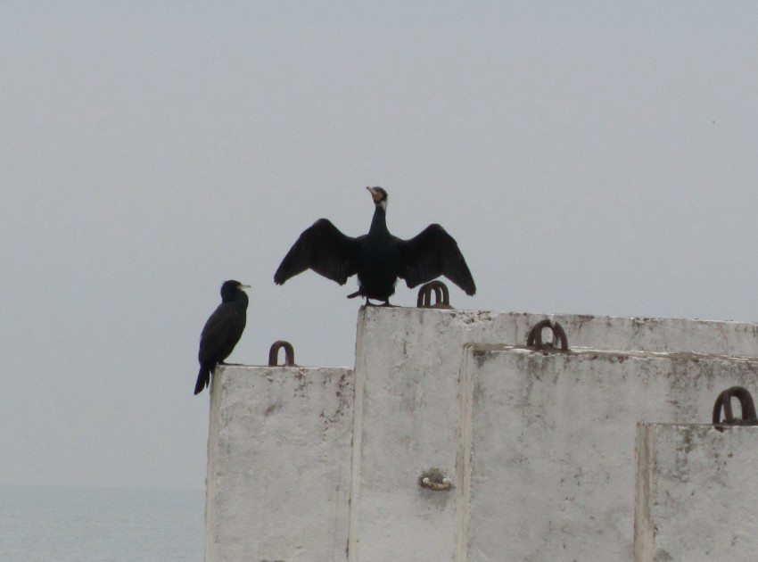 Бакланушка