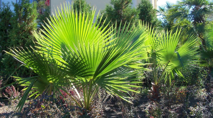 Солнечные крылья Солнечные крылья