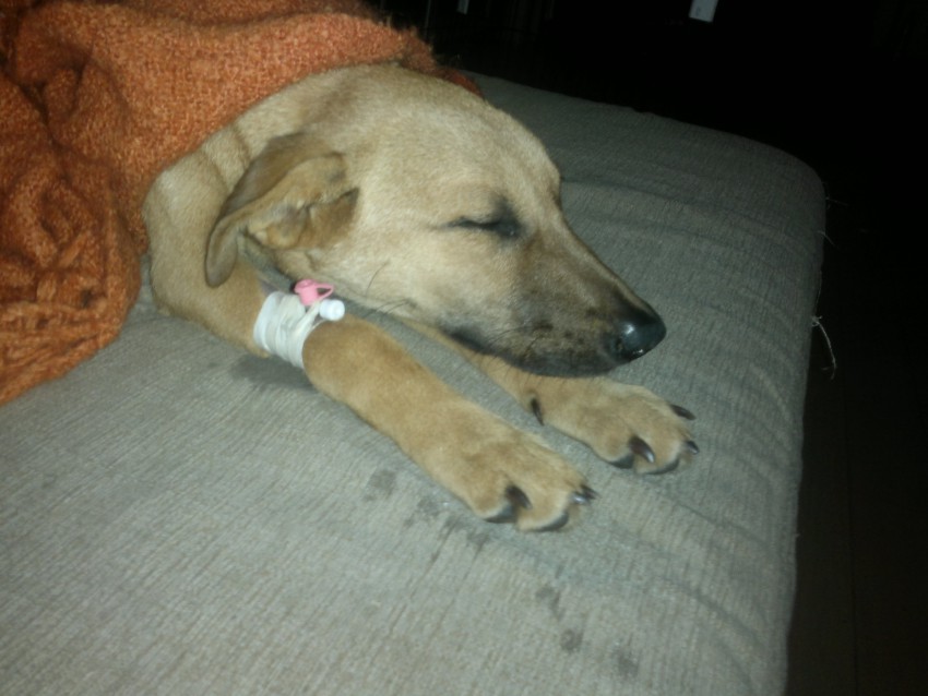 вот такая она была, когда мы ее подобрали