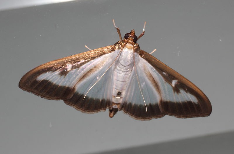 огневка самшитовая