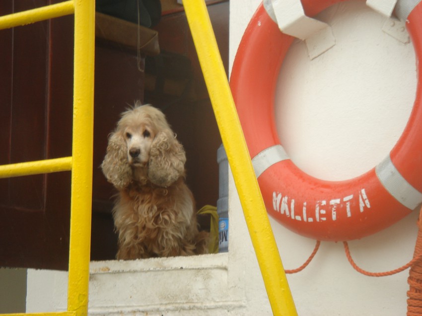 Мальтийский пёс