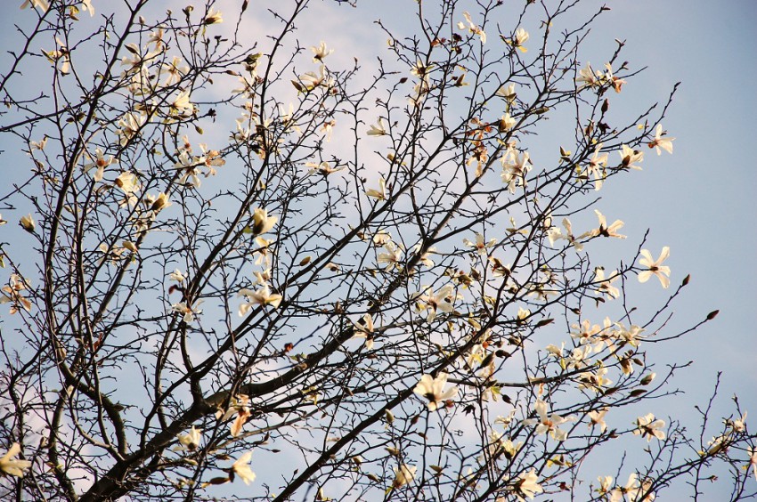 магнолия Кобус