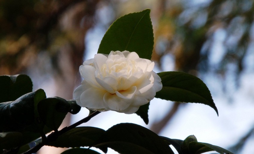 камелия японская