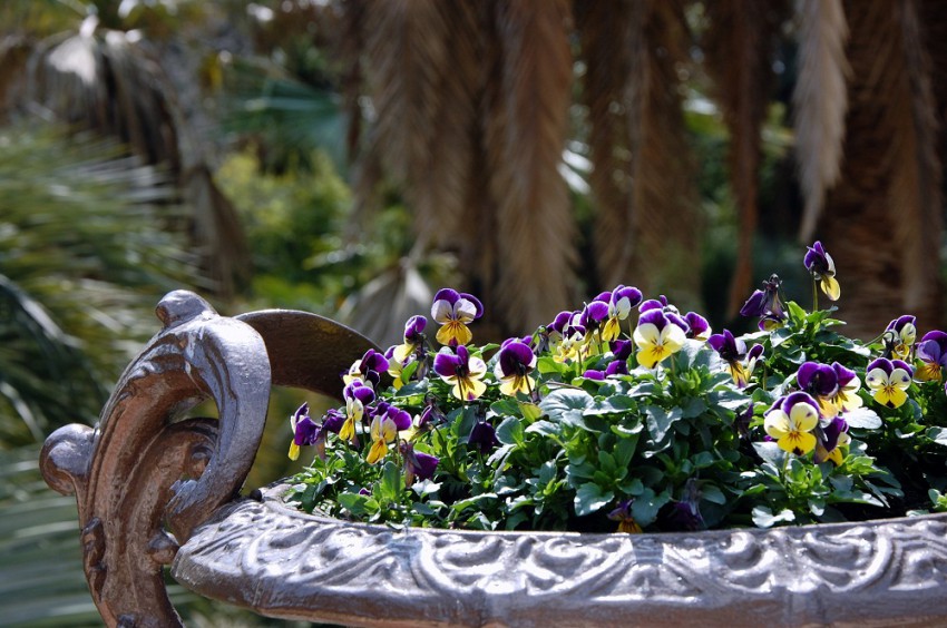 Дикая виола