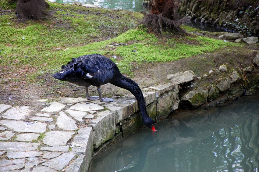 братья наши меньшие