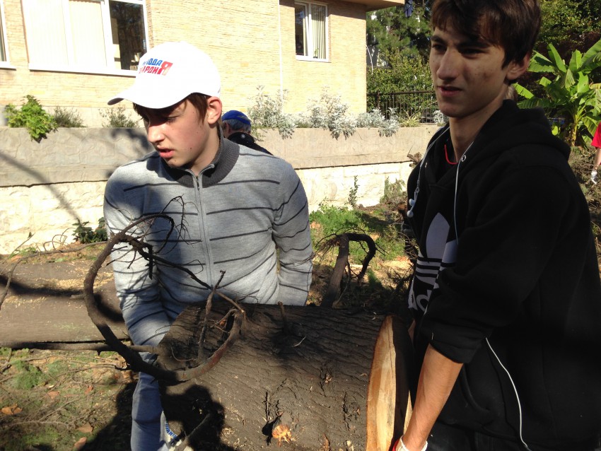На таких дровах топить печку На таких дровах топить печку