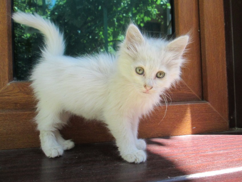 девочка 2,5 мес