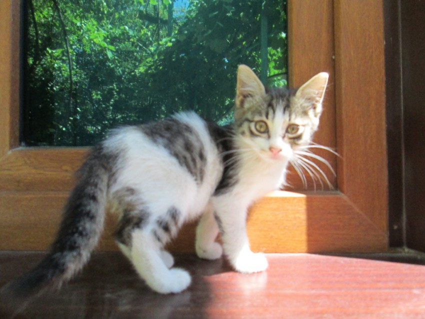 девочка 2,5 мес